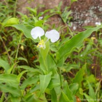 Commelina undulata R.Br.